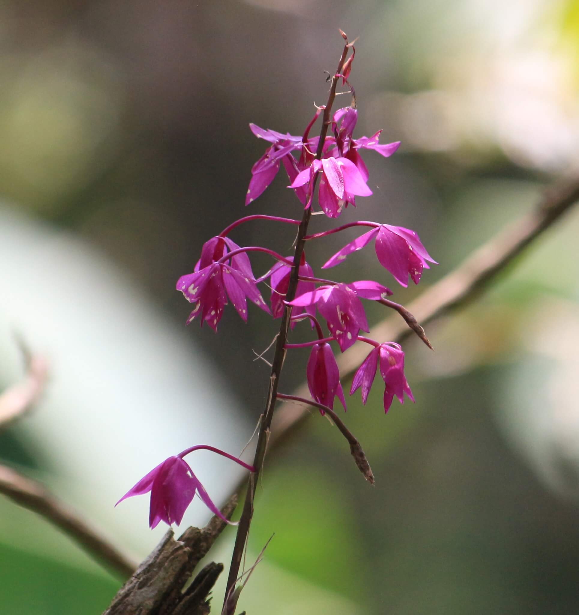 Barkeria skinneri
